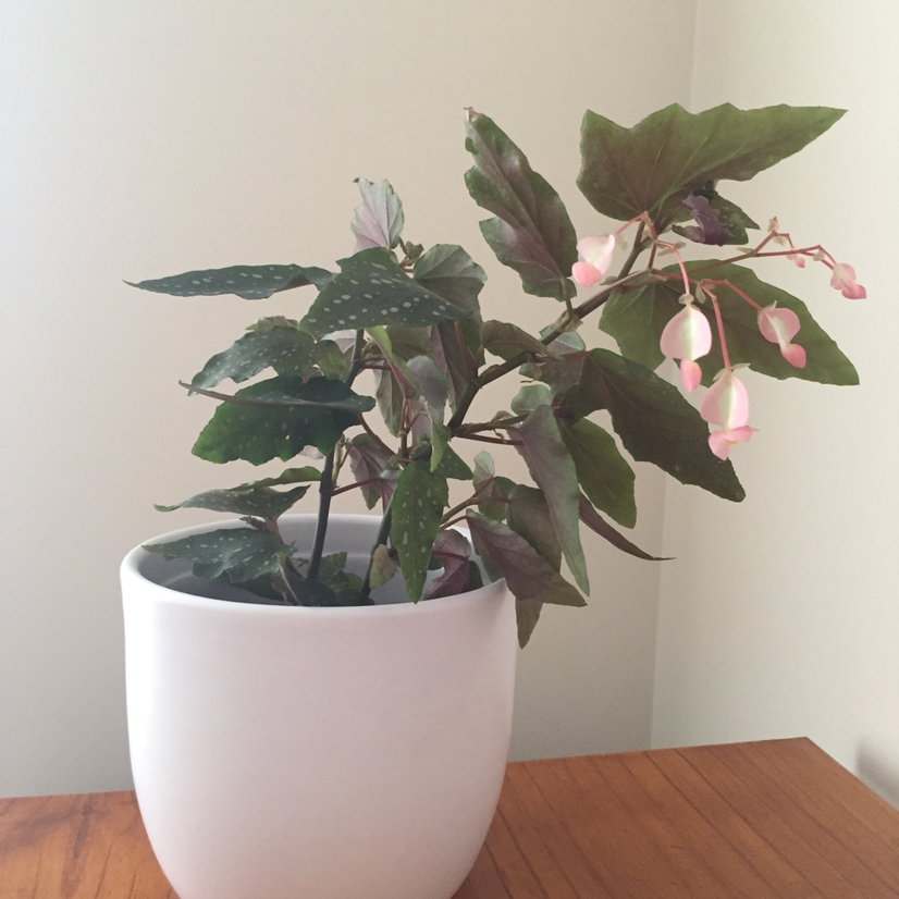 Polka Dot Begonia plant photo by @jaimijo named Dolores on Greg, the plant care app.