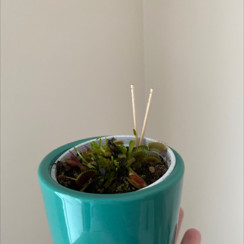 Red Piranha plant photo by @jaimijo named Neptune on Greg, the plant care app.