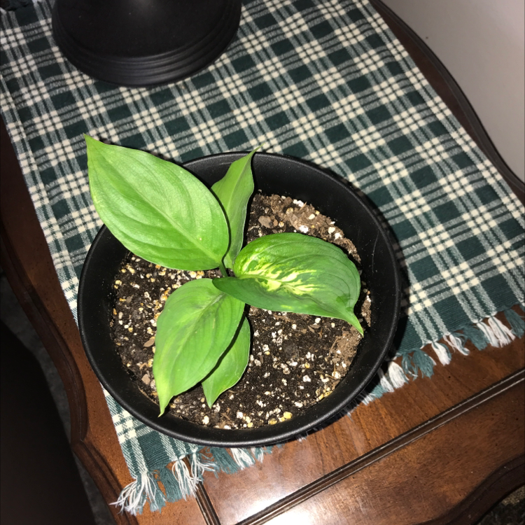 Dieffenbachia 'Compacta' plant in a black pot with visible soil and some leaf yellowing.