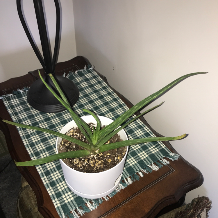 Aloe vera plant photo by @Sarahe33 named Bobbie on Greg, the plant care app.