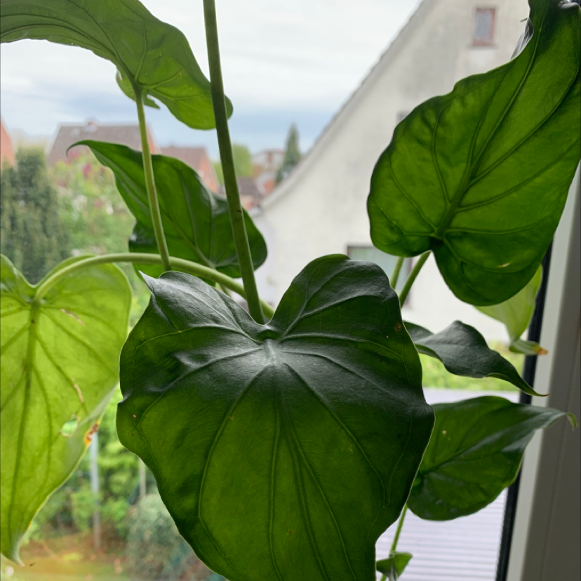 Close-up view of a healthy Chinese Taro plant with large green heart-shaped leaves outdoors on a patio.