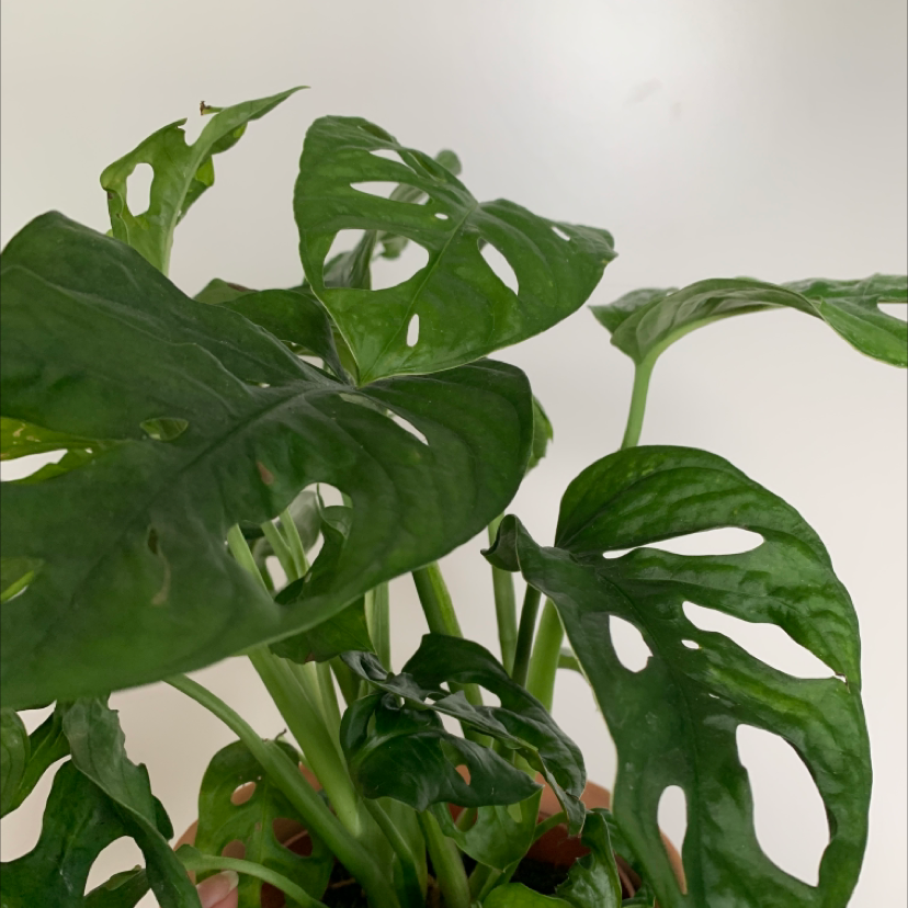 Monstera adansonii 'Laniata' with healthy green leaves featuring characteristic holes.