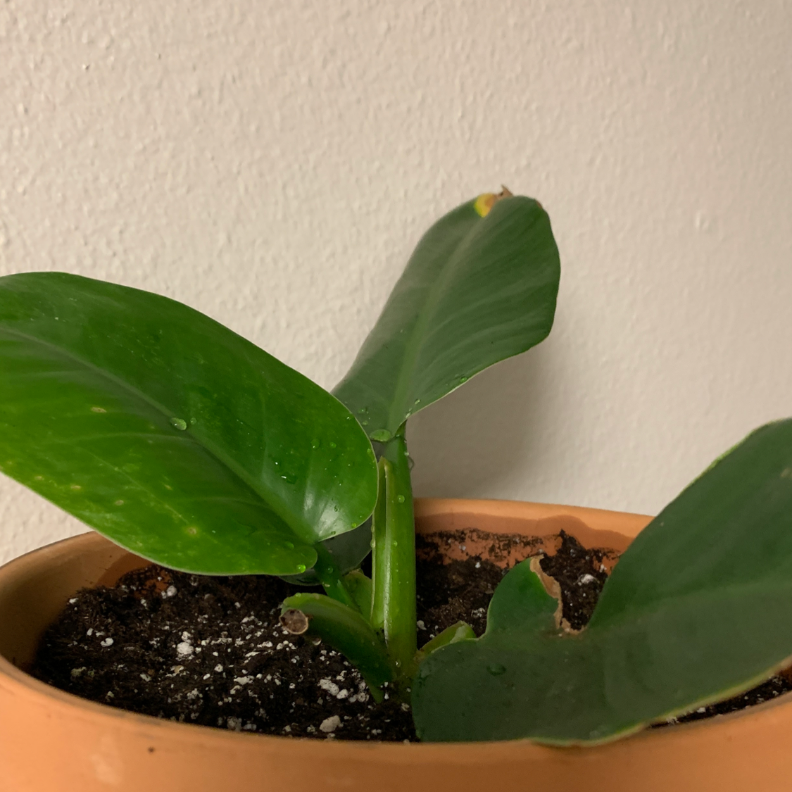 Philodendron 'Imperial Green' plant in a terracotta pot with slight yellowing on one leaf tip.
