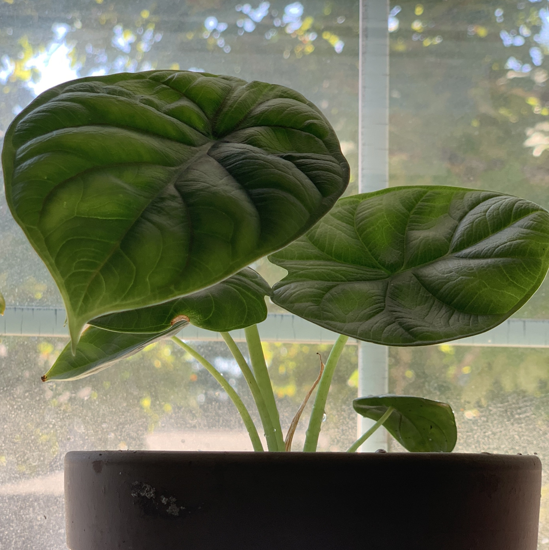 Photo of the plant species Alocasia 'Dragon Scale' by @Vega named Rayquaza on Greg, the plant care app