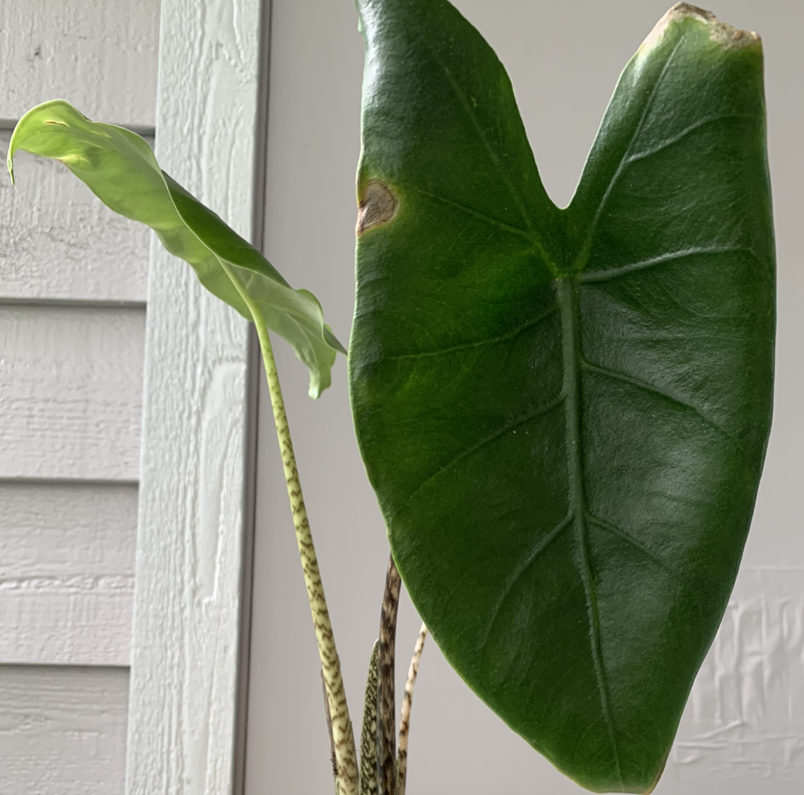 Photo of the plant species Alocasia 'Sarian' by @Vega named Sherane on Greg, the plant care app