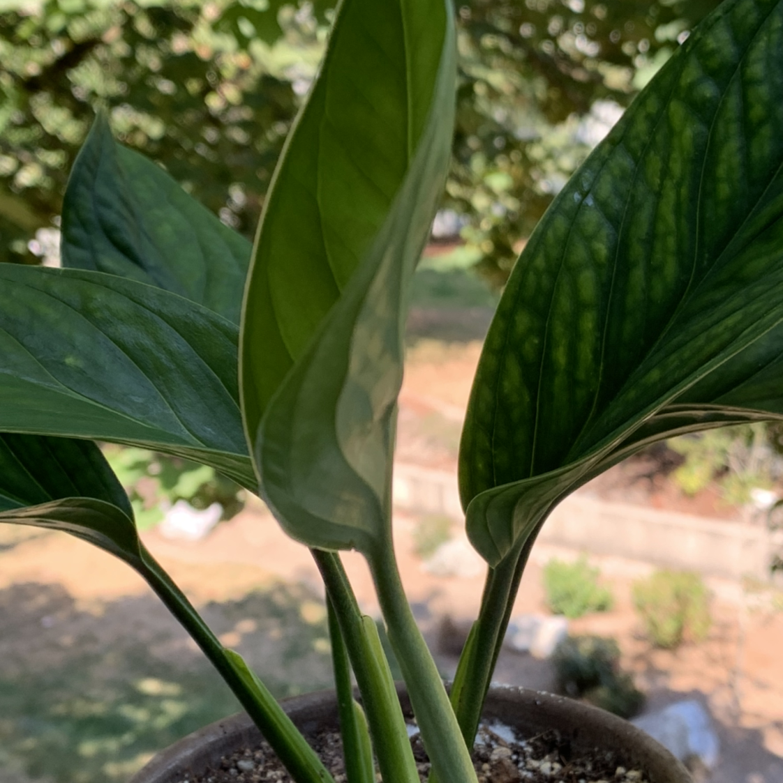 Monstera pinnatipartita plant with healthy green leaves in a pot.