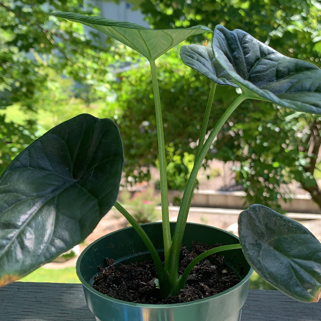 Jewel Alocasia plant in a green pot with dark green, glossy leaves in a garden setting.