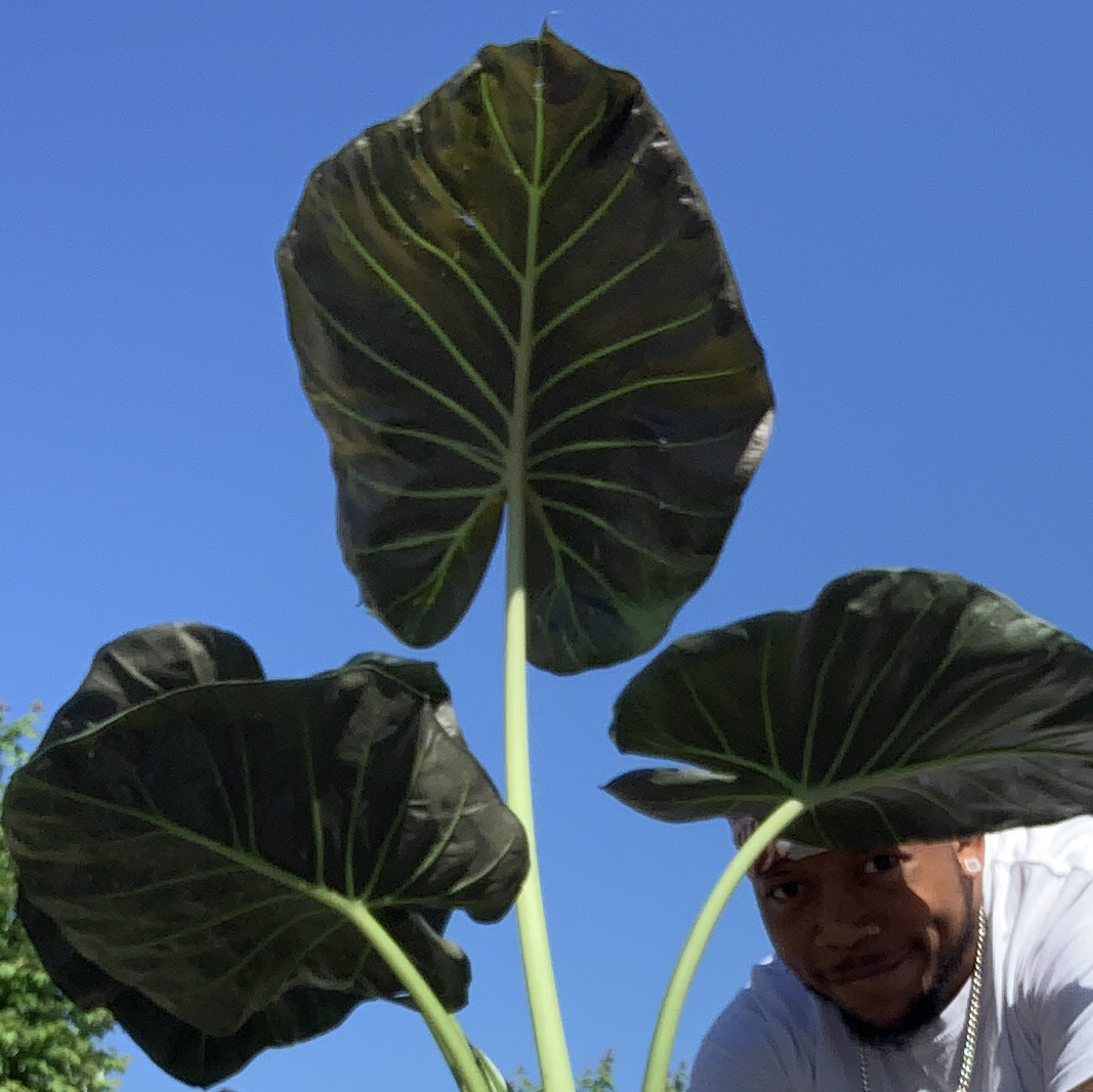 Alocasia 'Regal Shields' plant with large, dark green leaves against a clear blue sky.