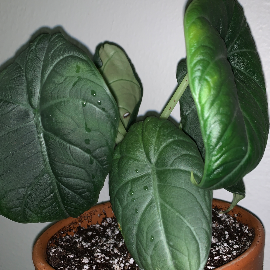 Photo of the plant species Alocasia 'Maharani' by @Vega named Espio on Greg, the plant care app