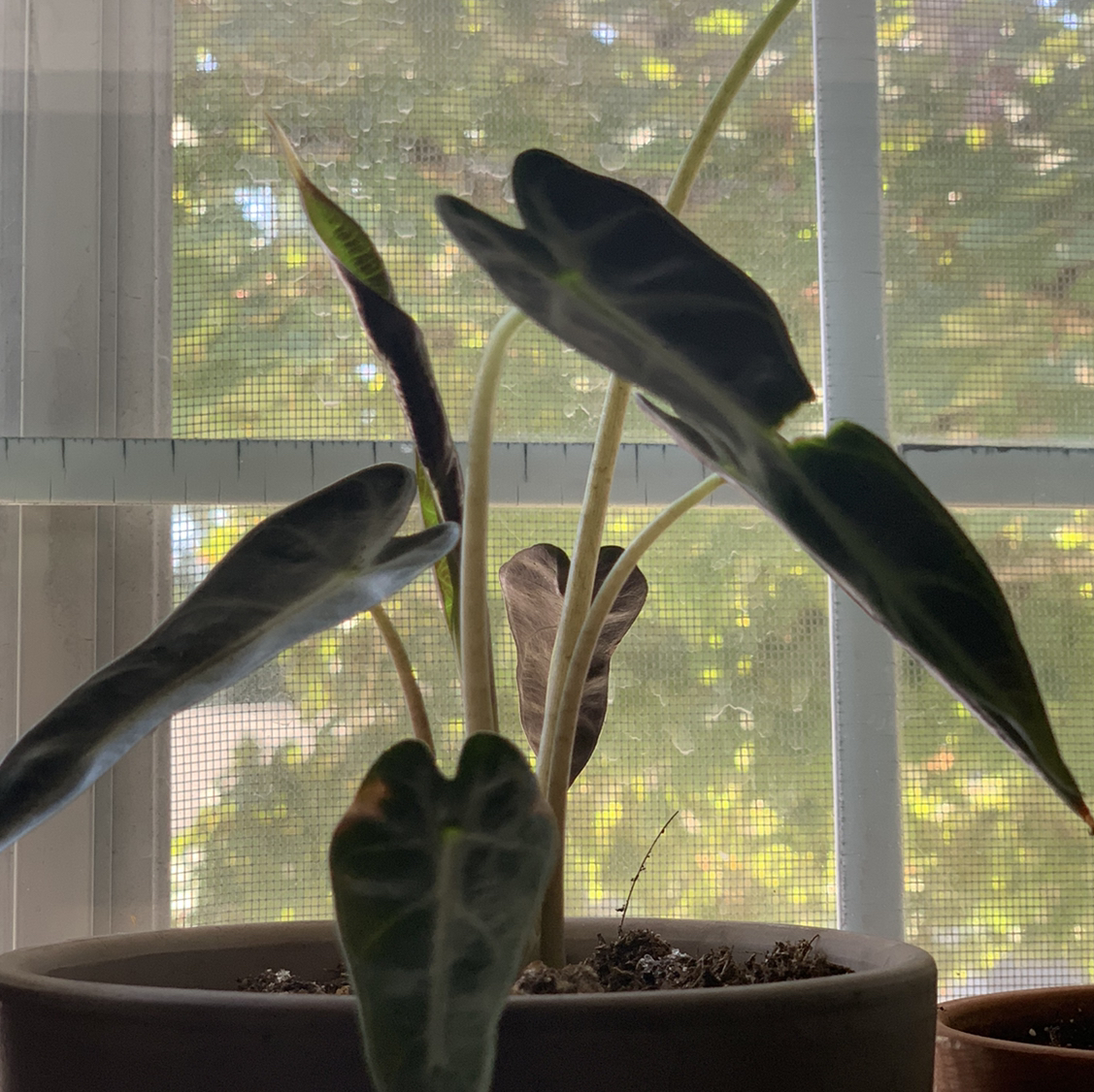 Photo of the plant species Alocasia 'Bambino' by @Vega named Blackness Bambino on Greg, the plant care app