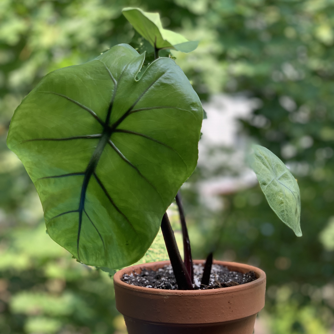 Photo of the plant species Giant Taro by @Vega named BlackStar on Greg, the plant care app