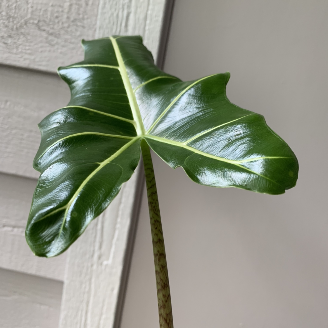 Close-up of a healthy, glossy green leaf of a Zebra Elephant Ear plant.