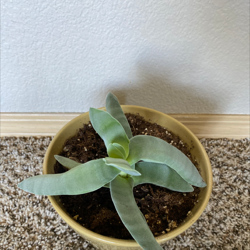 A healthy potted succulent plant with broad leaves in a yellow pot.