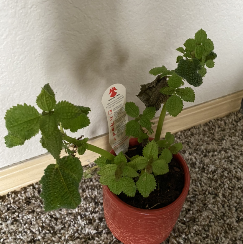 Pilea mollis plant in a red pot on a carpeted floor with visible soil and a plant tag.