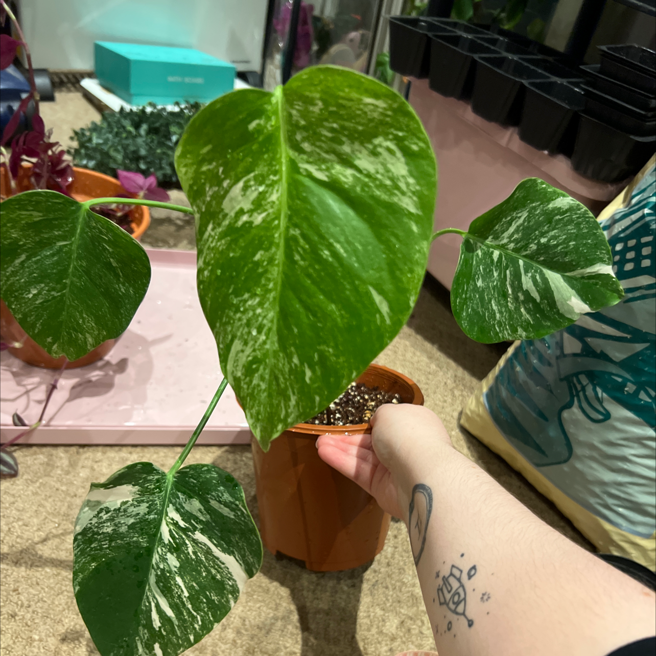 Variegated Monstera plant with variegated leaves held by a hand, soil visible.