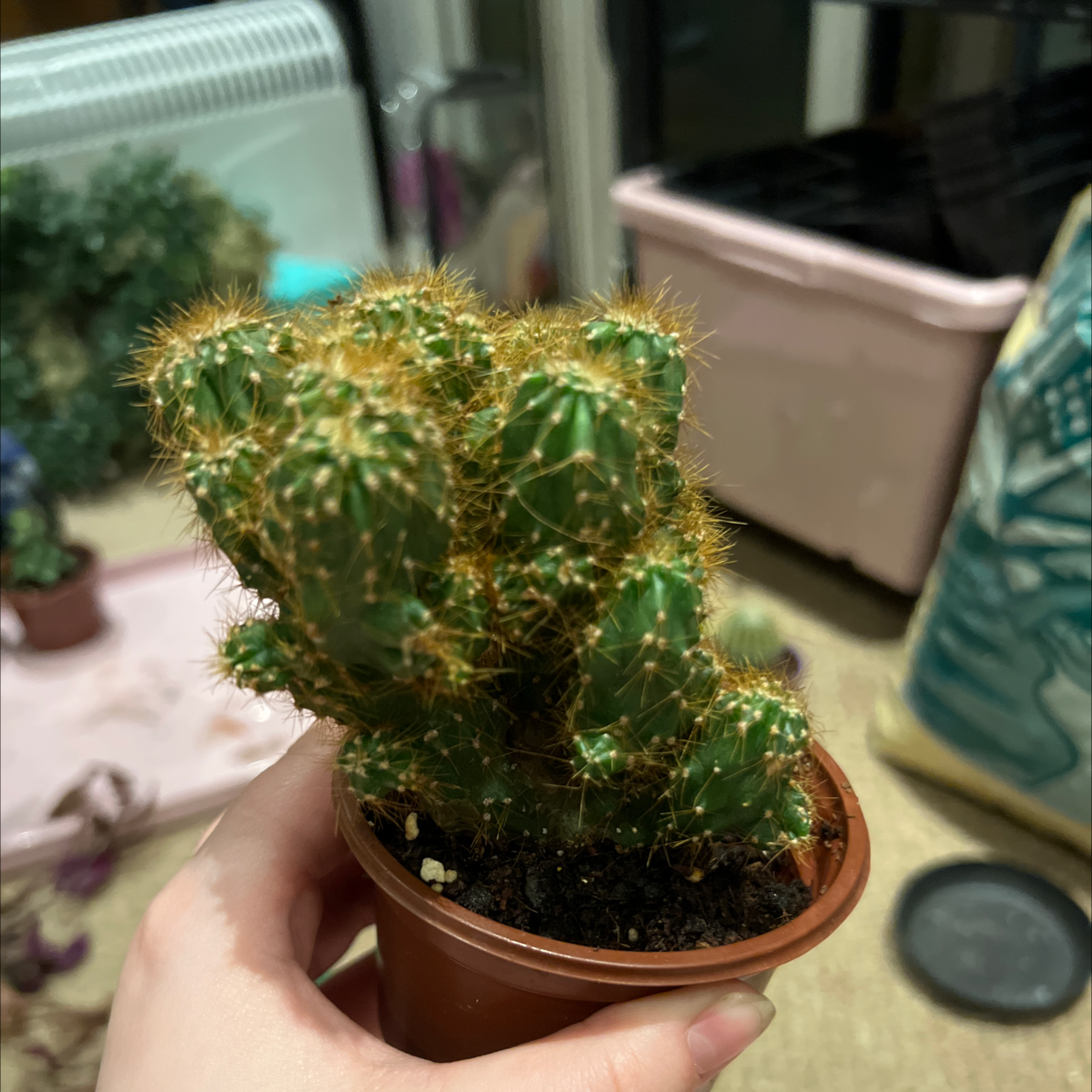 A healthy Scarlet Hedgehog Cactus in a small pot, held by a hand.