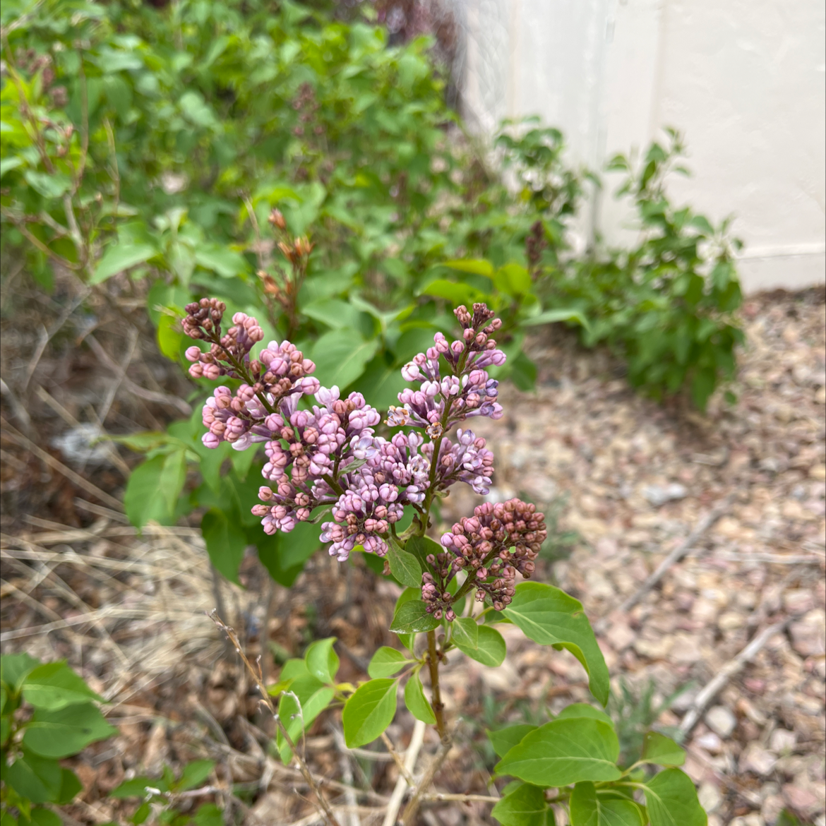 Lilac plant with purple flowers in a garden setting.