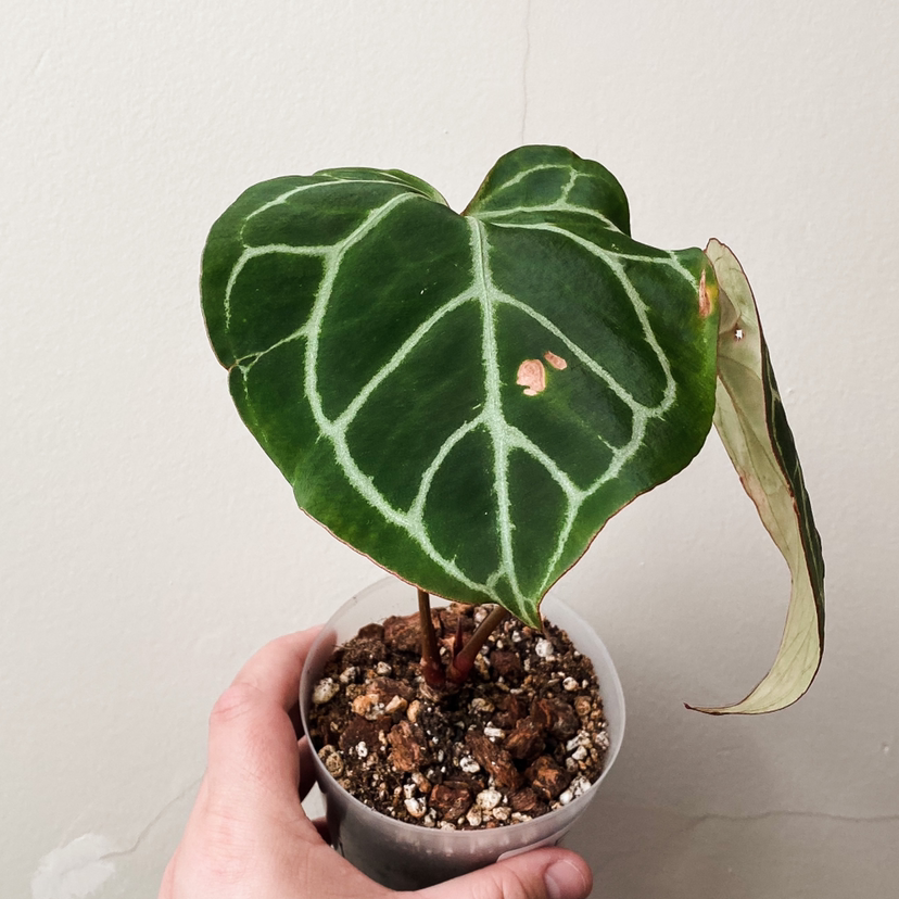 Crystal Anthurium plant with dark green leaves and white veins, visible brown spots, potted in soil.
