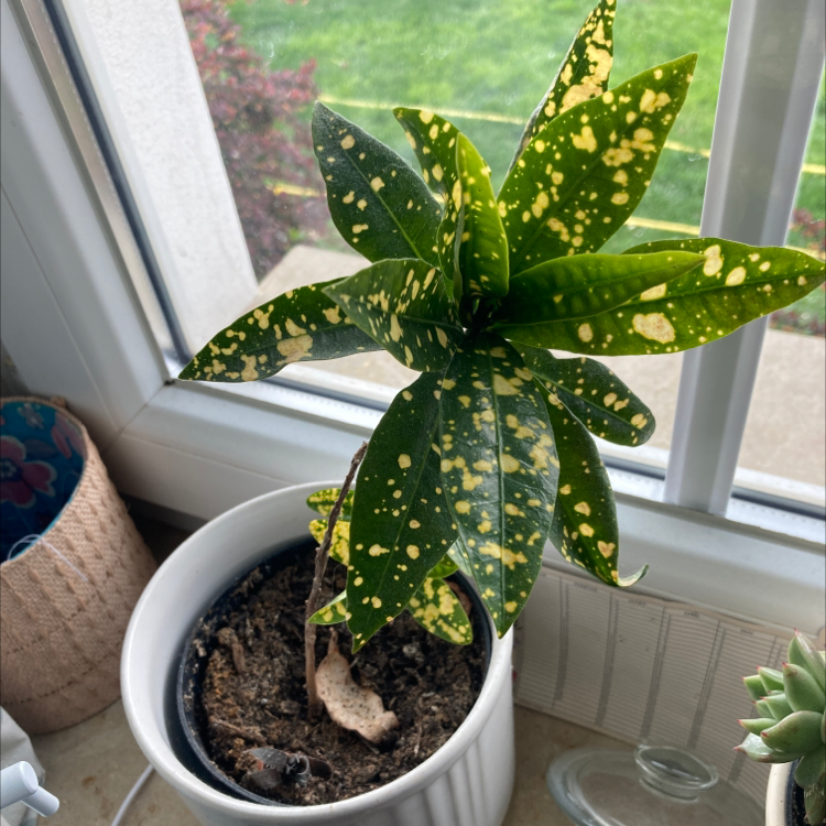 Healthy Aucuba japonica plant with spotted leaves in white ceramic pot on window sill.