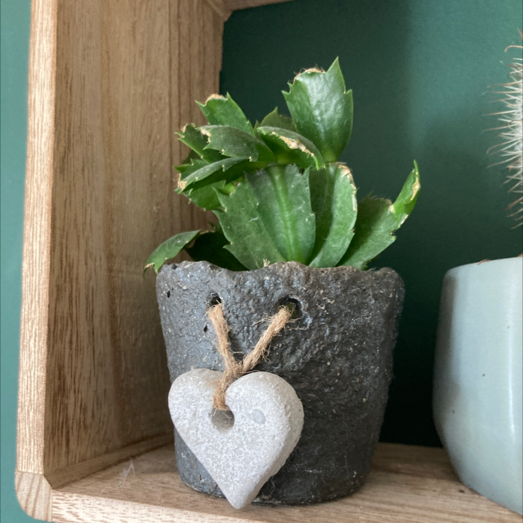 A small potted plant with thick green leaves in a decorative pot with a heart-shaped ornament.