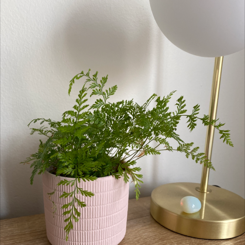 Photo of the plant species Rabbit's Foot Fern by Ashley named Fern on Greg, the plant care app