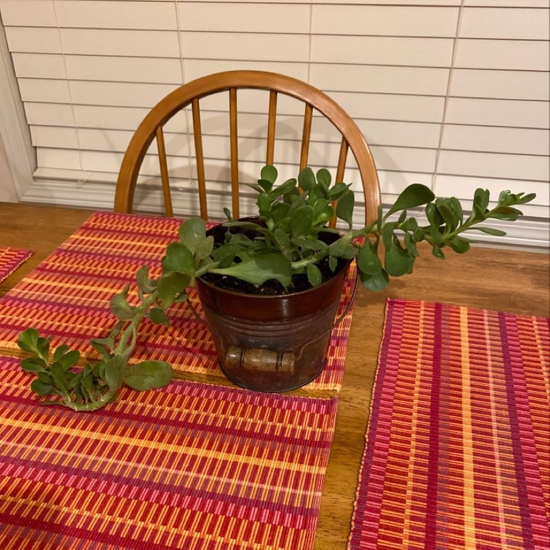 Photo of the plant species Sunset Hyssop by Emily named My Plant on Greg, the plant care app