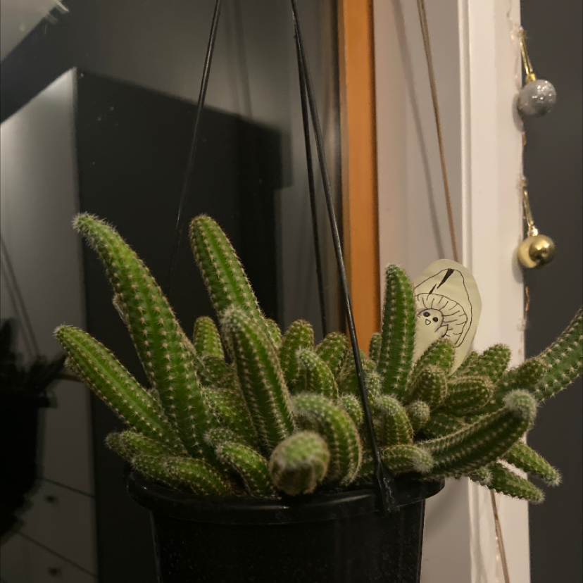 Peanut Cactus (Echinopsis chamaecereus) in a hanging pot, appears healthy.