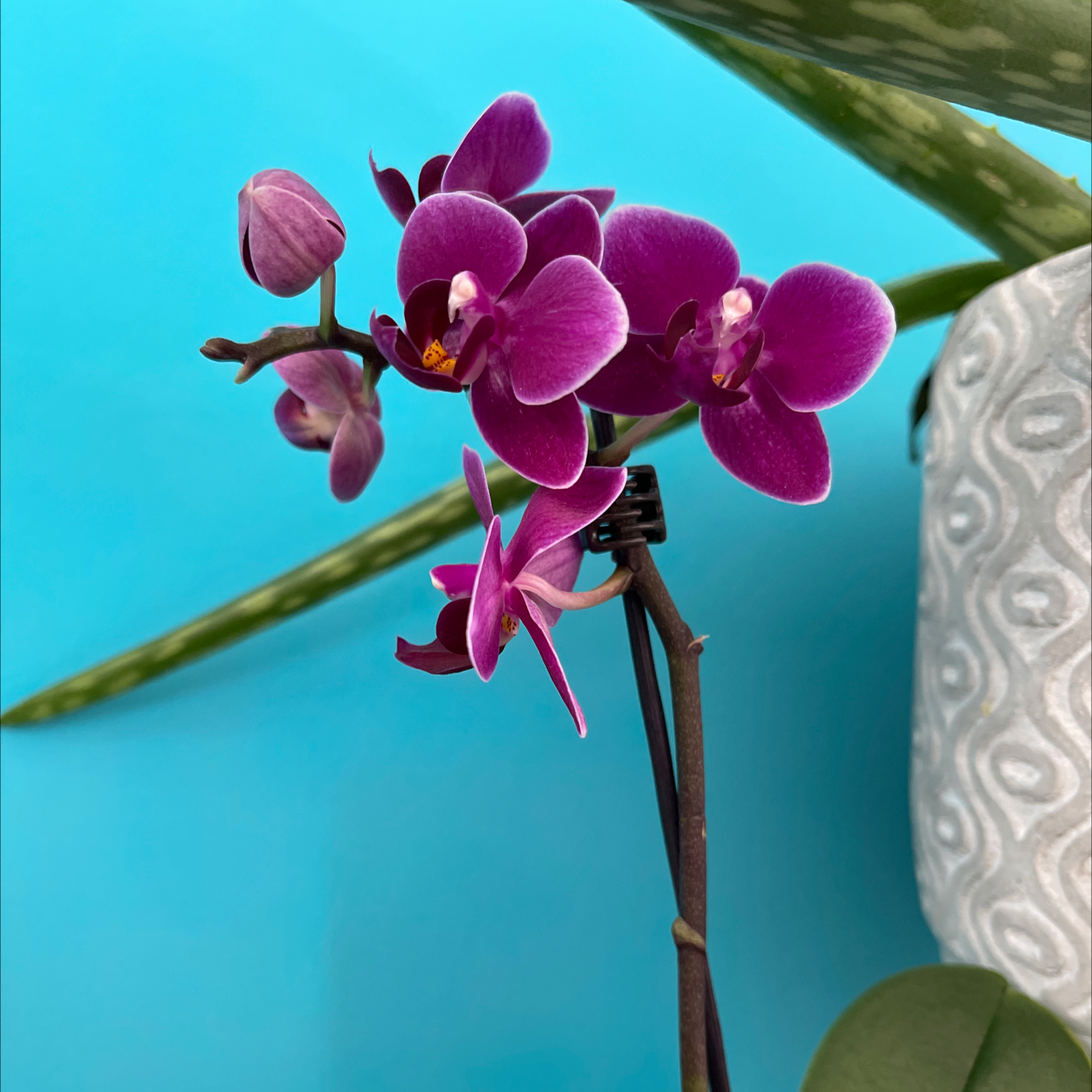 Purple Ground Orchid with vibrant flowers, patterned pot, and another plant in the background.
