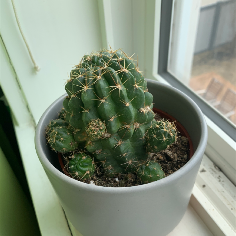 Texas Barrel Cactus in a pot on a windowsill, healthy and well-framed.