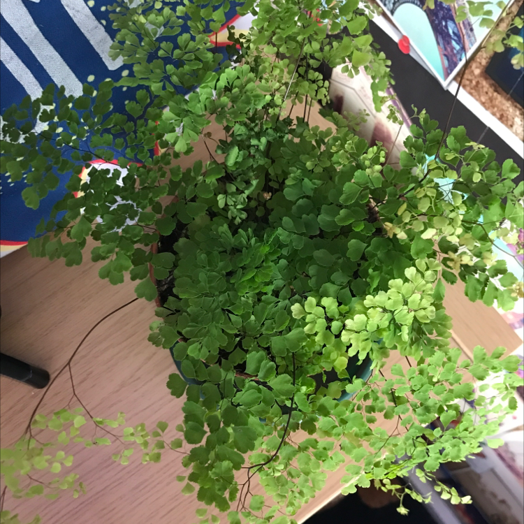 Healthy Hemionitis raddiana plant with small green leaves.