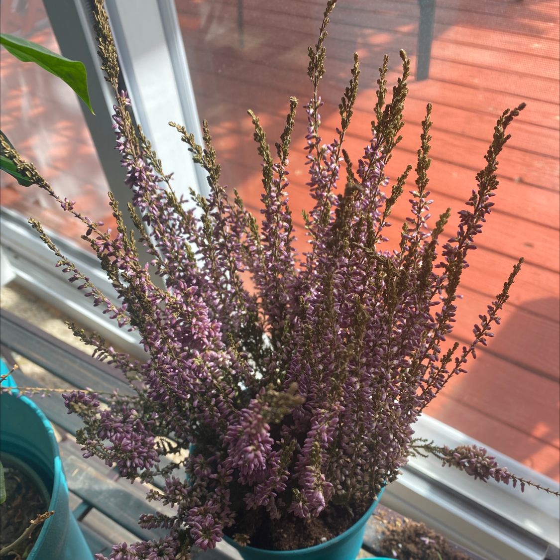 Potted Heather plant with small purple flowers in a well-lit indoor environment.