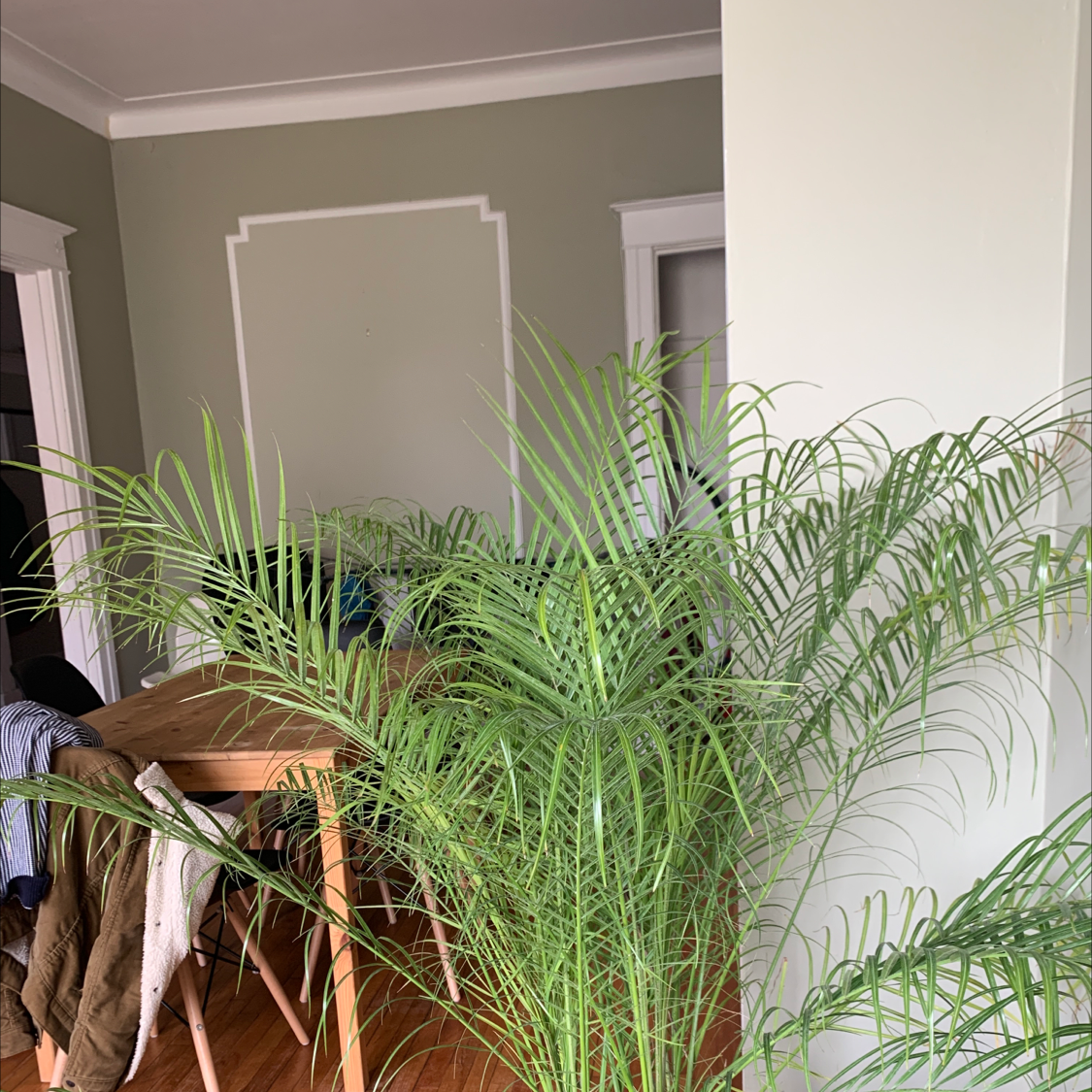 A healthy and thriving potted Pygmy Date Palm houseplant with lush, green fronds and no signs of disease or discoloration.