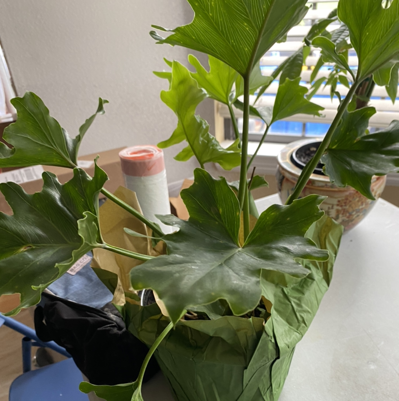 Philodendron 'Hope Selloum' plant with large, green, deeply lobed leaves indoors near a window.