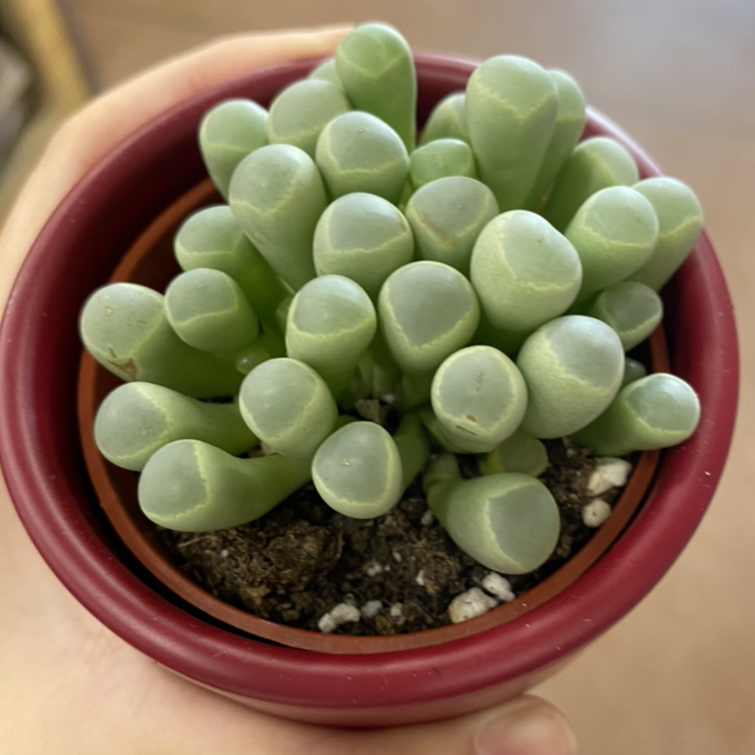 Photo of the plant species Baby Toes by @horio named Mitosis on Greg, the plant care app