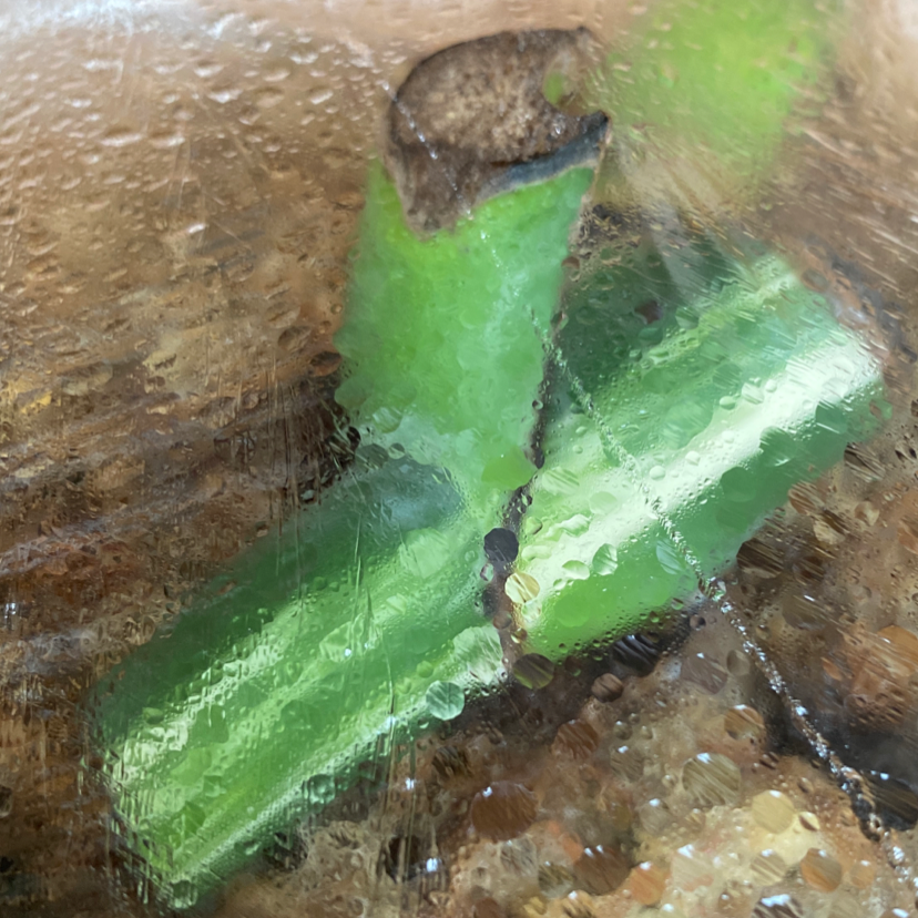Close-up of a Variegated Monstera stem with browning tip in a humid environment.