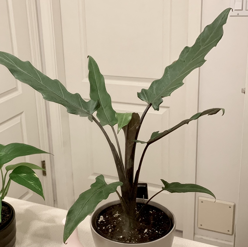 Potted Purple Sword plant with long, narrow, dark green leaves. Soil is visible.