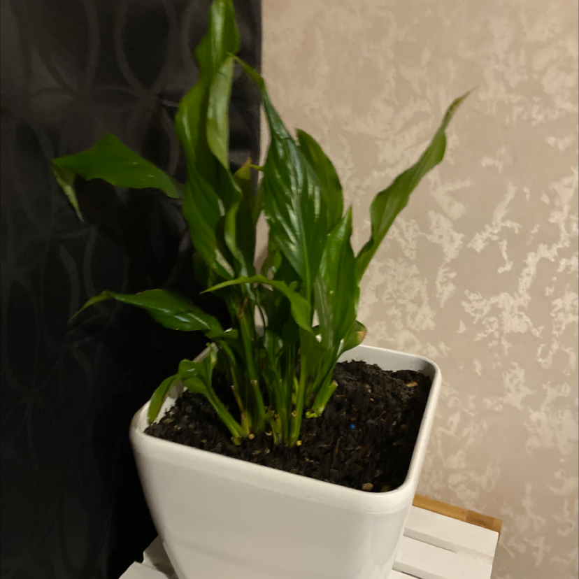 Peace Lily plant photo by @Poppy named Trisha on Greg, the plant care app.