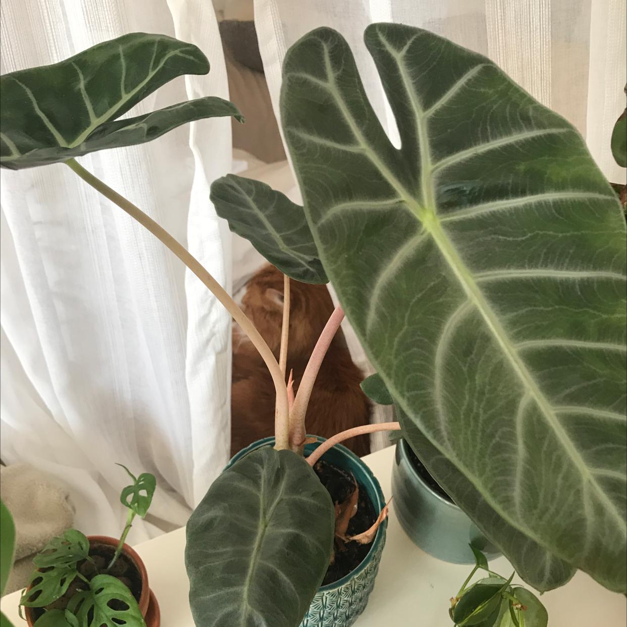 Alocasia Pink Dragon plant with large, dark green leaves and prominent veins in a pot.