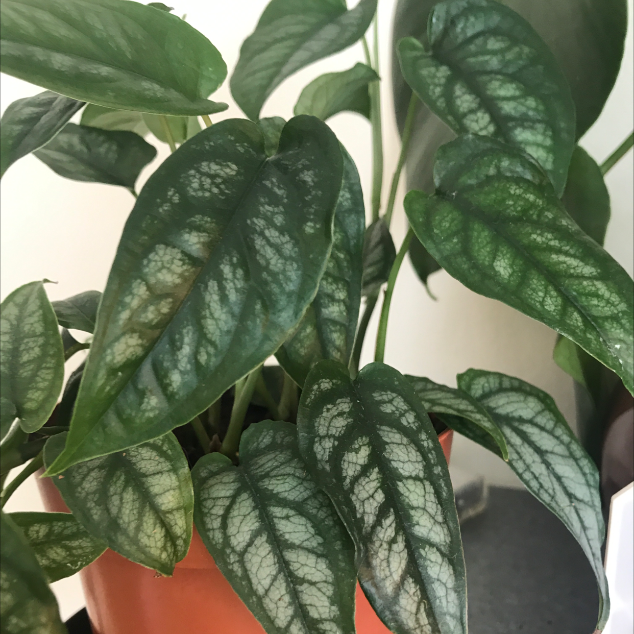Silver Monstera plant with healthy green leaves and silver variegation in a pot.