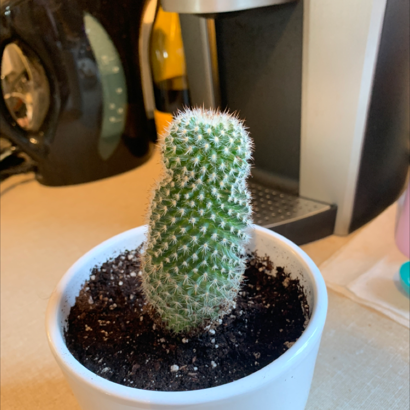 Mammillaria Elongata plant photo by @marieplcht named picpic on Greg, the plant care app.