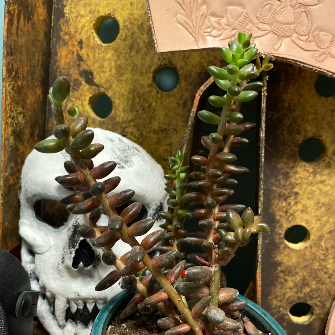White Stonecrop plant in a pot with some browning leaves, visible soil, and a skull decoration in the background.