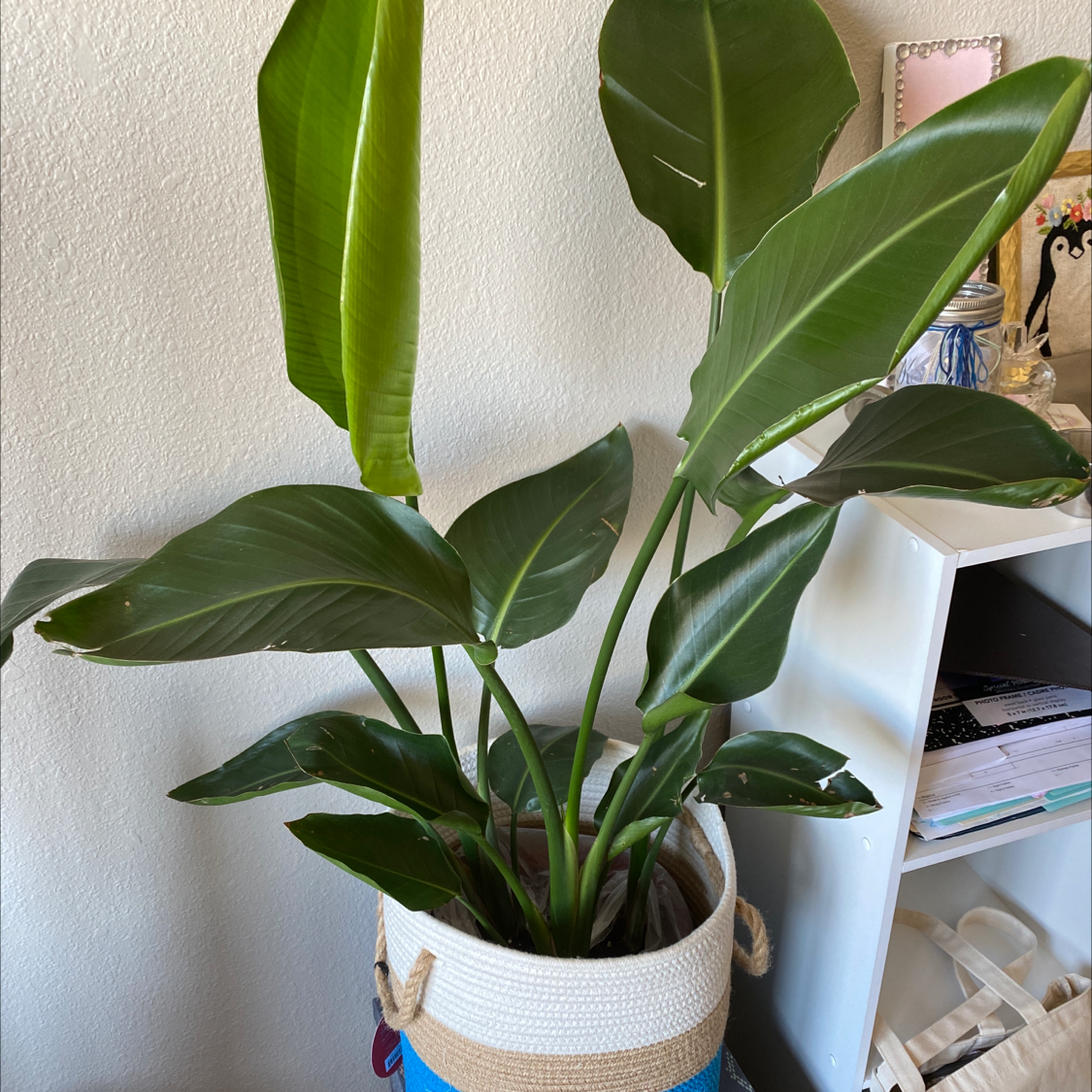 Healthy White Bird of Paradise plant in a woven basket, with large green leaves showing slight yellowing on some older growth.