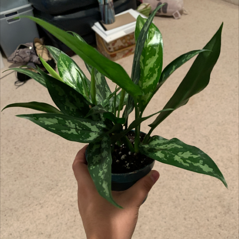 Healthy Chinese Evergreen plant with vibrant green and white variegated leaves being held in a hand, in a small black plastic pot.
