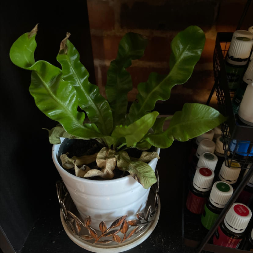 Healthy Bird's Nest Fern with vibrant green wavy fronds growing in an ornate white ceramic pot, well-framed photo.