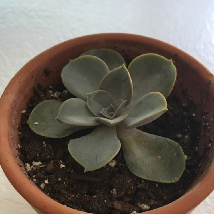 Mexican Snowball plant photo by @liam named pearl on Greg, the plant care app.