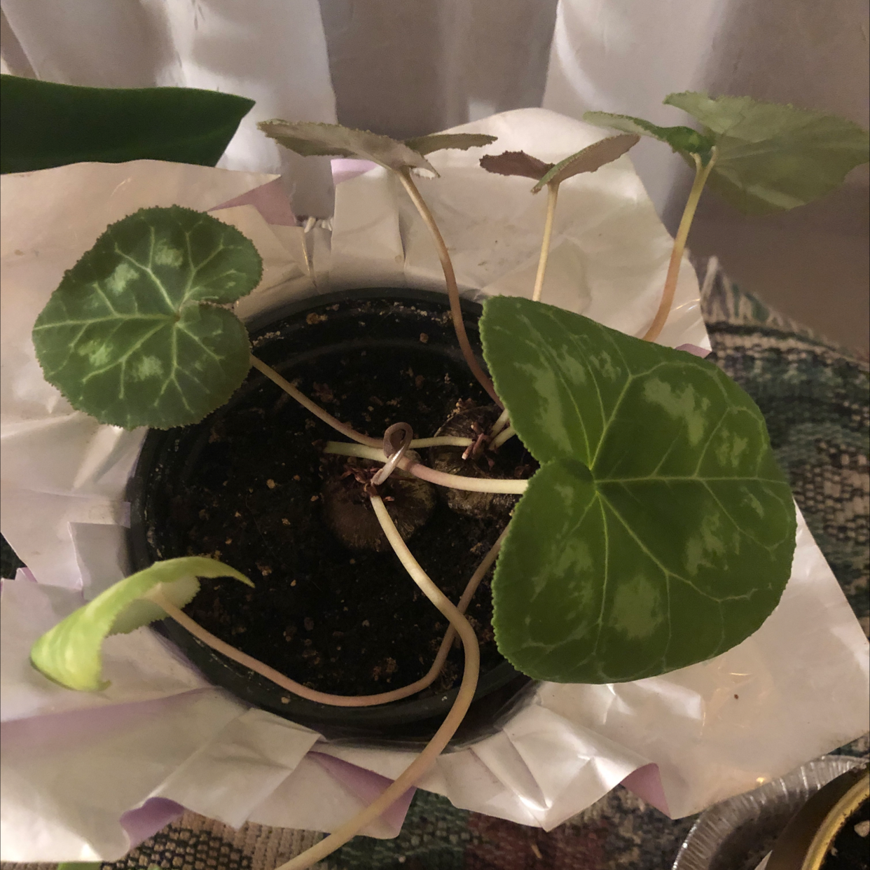 Why Are My Cyclamen Leaves Falling Over?