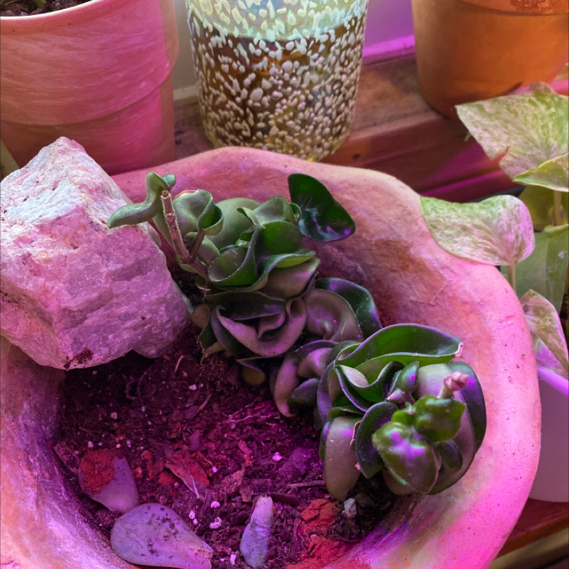 Hoya carnosa 'Compacta' plant in a pot with visible soil, appears healthy.