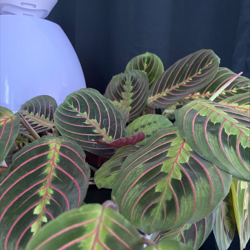 Close-up of a healthy Maranta leuconeura prayer plant with striking green and red striped foliage in praying position.