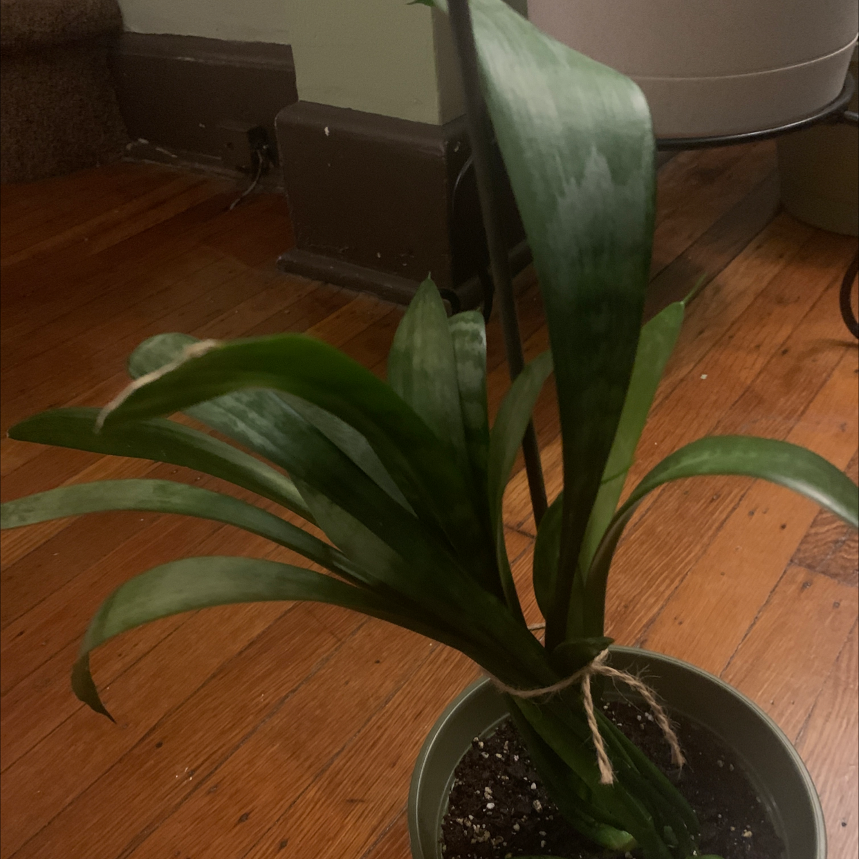 Potted Bush Lily with long green leaves indoors on a wooden floor.