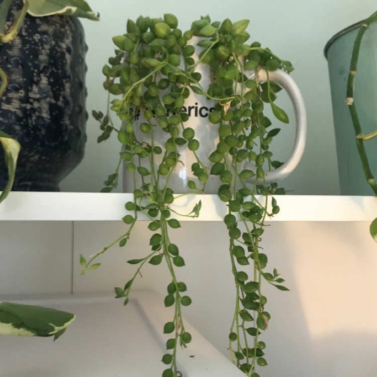 String of Pearls plant in a white mug on a shelf, with green, round leaves cascading down.